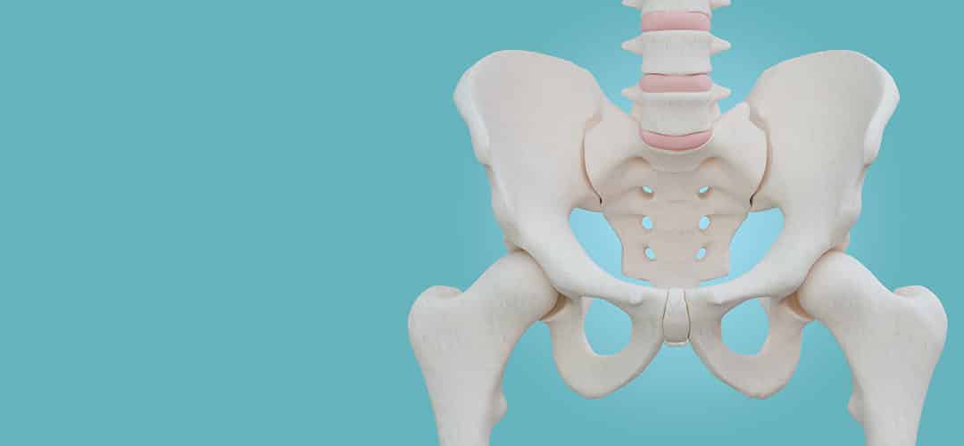pelvis