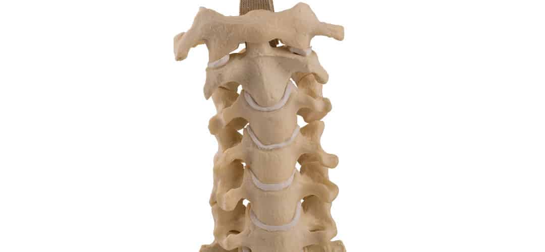 vertebras_